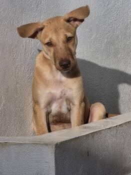 Luna -  Mixed Breed and Labrador Retriever Dog for Adoption in Naranjito, Naranjito - Luna | PetCurious