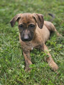 Allie -  Shepherd and Pit Bull Terrier Dog for Adoption in Irwin, Pennsylvania - Allie | PetCurious