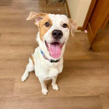 Murphy -  Great Pyrenees Dog for Adoption in East Peoria, Illinois - Murphy | PetCurious