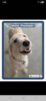 Rescue Standard Poodle and Labrador Retriever Dogs for Adoption in Fresno, California - Plumber | PetCurious