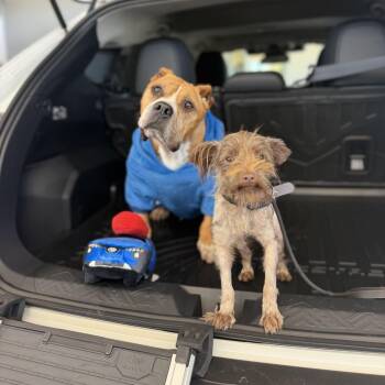 Strudel -  Miniature Schnauzer and Mixed Breed Dog for Adoption in Fayetteville, Arkansas - Strudel | PetCurious