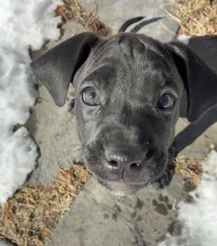 Weimaraner and Boxer Dogs Available for Adoption in Brewster, New York - Cassie (The P Litter) | PetCurious