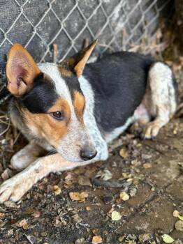 Rescue Australian Cattle Dog Blue Heeler Dogs for Adoption in Midway, Utah - Pepper NM | PetCurious