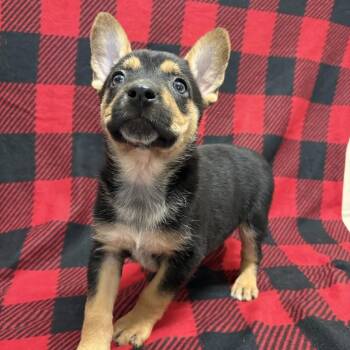 German Shepherd Dog and Rottweiler Dogs Available for Adoption - Primrose | PetCurious