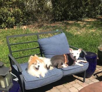 Rescue Mixed Breed Dogs for Adoption in Chamblee, Georgia - Syrup-IN FOSTER | PetCurious