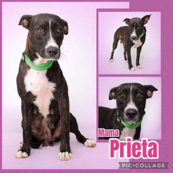 Mama Prieta -  Hound Dog for Adoption in Ringwood, New Jersey - Mama Prieta | PetCurious