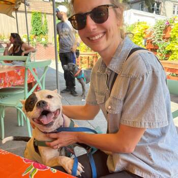 Mixed Breed Dogs Available for Adoption in Bangall, New York - Matilda | PetCurious