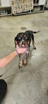 Benelli -  Bluetick Coonhound Dog for Adoption in Greensburg, Indiana - Benelli | PetCurious