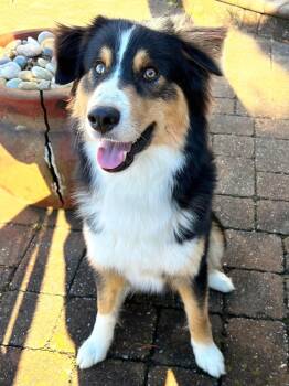 Rescue Australian Shepherd and Husky Dogs for Adoption in Alexandria, Virginia - Tigger—NEEDS FOSTER! | PetCurious
