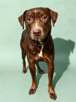 POLLY POCKET -  Mixed Breed Dog for Adoption in Jacksonville, Florida - POLLY POCKET | PetCurious