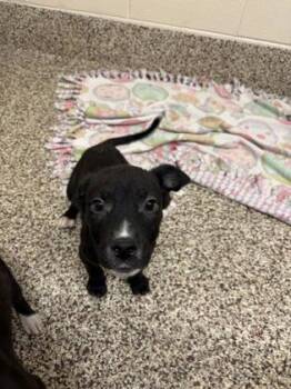 Arnold -  Mixed Breed Dog for Adoption in Westland, Michigan - Arnold | PetCurious