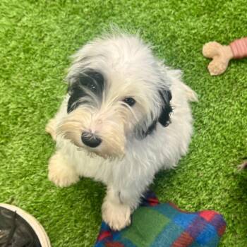 Wade -  Poodle and Mixed Breed Dog for Adoption in Huntsville, Alabama - Wade | PetCurious