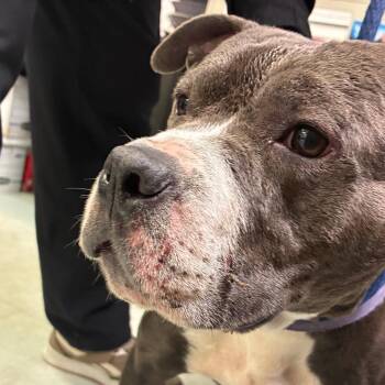 Velour -  Pit Bull Terrier Dog for Adoption in Philadelphia, Pennsylvania - Velour | PetCurious