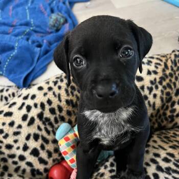 Labrador Retriever and Plott Hound Dogs Available for Adoption in St. Augustine, Florida - Birdie | PetCurious
