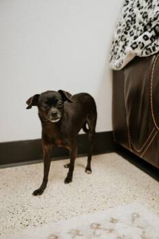 StellaLuna -  Chihuahua and Pug Dog for Adoption in Newberg, Oregon - StellaLuna | PetCurious