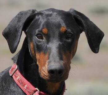 Lorna -  Doberman Pinscher Dog for Adoption in Tehachapi, California - Lorna | PetCurious