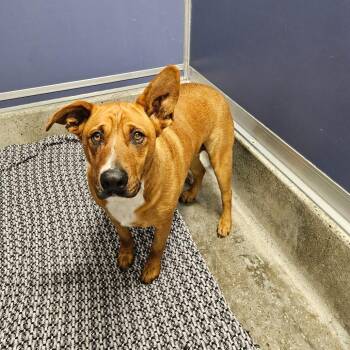 Shepherd Dogs Available for Adoption - Maximus | PetCurious