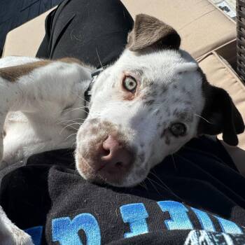 Pit Bull Terrier Dogs Available for Adoption in Fargo, North Dakota - Chocolate Chip | PetCurious