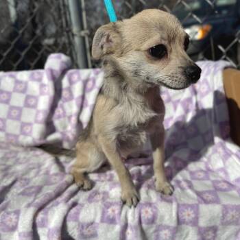 Chihuahua and Mixed Breed Dogs Available for Adoption - Bandit | PetCurious