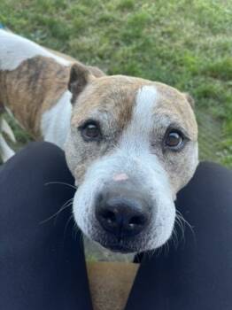 Rescue Mixed Breed Dogs for Adoption in Fallston, Maryland - Moxie | PetCurious