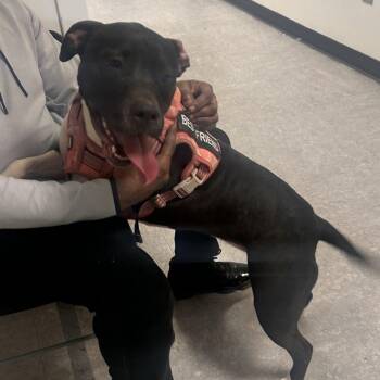 Pit Bull Terrier Dogs Available for Adoption - Skye | PetCurious