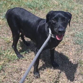 Luella -  Black Labrador Retriever Dog for Adoption in Corpus Christi, Texas - Luella | PetCurious