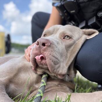 Isabel -  Mastiff and Labrador Retriever Dog for Adoption in Scituate, Massachusetts - Isabel | PetCurious