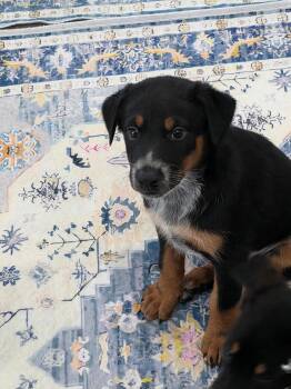 Dale -  Cattle Dog Dog Available for Adoption in Las Vegas, Nevada - Dale | PetCurious
