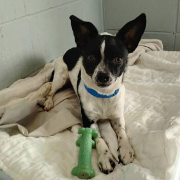 Chihuahua and Mixed Breed Dogs Available for Adoption - Frito 5052 | PetCurious