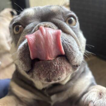 French Bulldog Dogs Available for Adoption - Millie | PetCurious