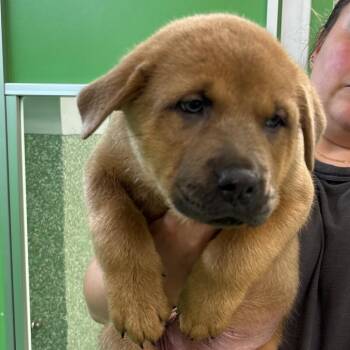 Bruno -  Chow Chow and Shepherd Dog for Adoption in Calverton, New York - Bruno | PetCurious