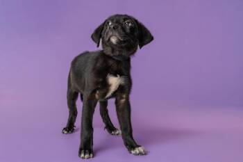 Sprout -  Labrador Retriever Dog for Adoption in Wolcott, Connecticut - Sprout | PetCurious