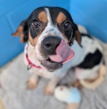 Bluetick Coonhound and Beagle Dogs Available for Adoption - Ted | PetCurious