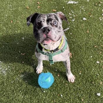 Pit Bull Terrier Dogs Available for Adoption - Milo | PetCurious