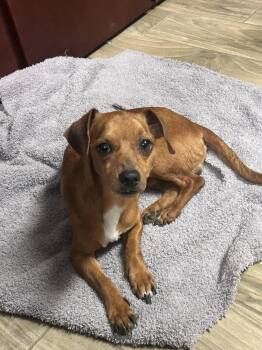 Dachshund and Chihuahua Dogs Available for Adoption - Scooby | PetCurious