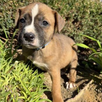 Shepherd and Mixed Breed Dogs Available for Adoption in Oakville, Washington - Larry | PetCurious