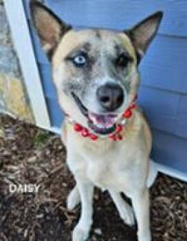 Mixed Breed Dogs Available for Adoption in Cincinnati, Ohio - Daisy | PetCurious