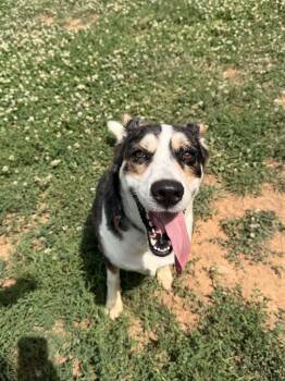 Fidalgo -  Australian Cattle Dog Blue Heeler and Border Collie Dog for Adoption in Berryville, Virginia - Fidalgo | PetCurious