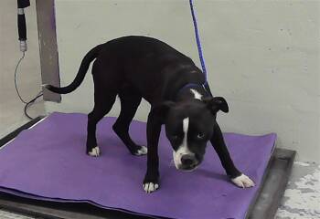 Staffordshire Bull Terrier and Mixed Breed Dogs Available for Adoption in Houston, Texas - AUDRINA | PetCurious