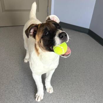 Mixed Breed Dogs Available for Adoption in Clavet, Saskatchewan - Sierra | PetCurious