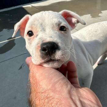 Supergirl -  Mixed Breed Dog for Adoption in Matteson, Illinois - Supergirl | PetCurious