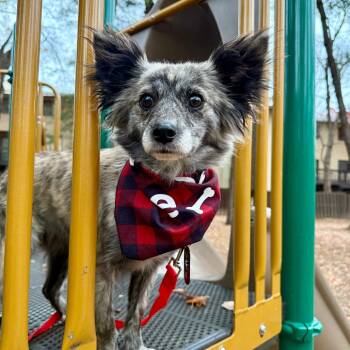 Rescue Papillon and Mixed Breed Dogs for Adoption in Fairfax, Virginia - Snickers | PetCurious
