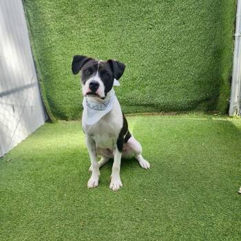 American Staffordshire Terrier and Mixed Breed Dogs Available for Adoption in Houston, Texas - Caesar  | PetCurious