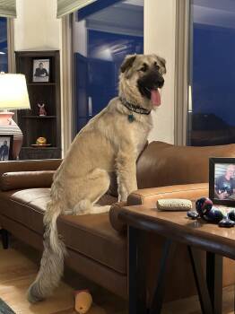 Sarah -  German Shepherd Dog and Great Pyrenees Dog for Adoption in Colorado Springs, Colorado - Sarah | PetCurious