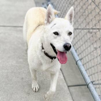 Siberian Husky Dogs Available for Adoption - Mai | PetCurious