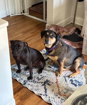 Shepherd and Retriever Dogs Available for Adoption in Princeton, Massachusetts - Everly | PetCurious