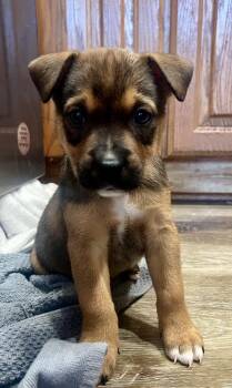 Rescue Mixed Breed Dogs for Adoption in Racine, Wisconsin - Deck Chair | PetCurious