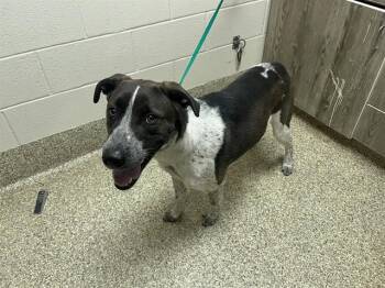 Australian Cattle Dog Blue Heeler and Mixed Breed Dogs Available for Adoption - STITCH | PetCurious
