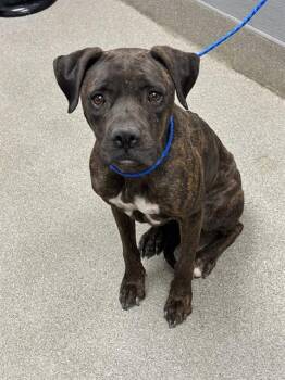 MARIANA -  Boxer and Mixed Breed Dog for Adoption in Las Vegas, Nevada - MARIANA | PetCurious