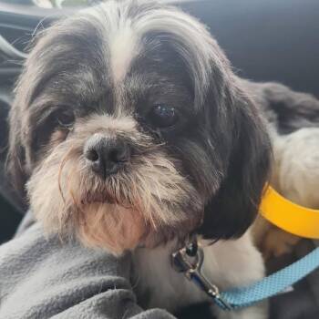 Petronas -  Shih Tzu Dog for Adoption in Campton Hills, Illinois - Petronas | PetCurious